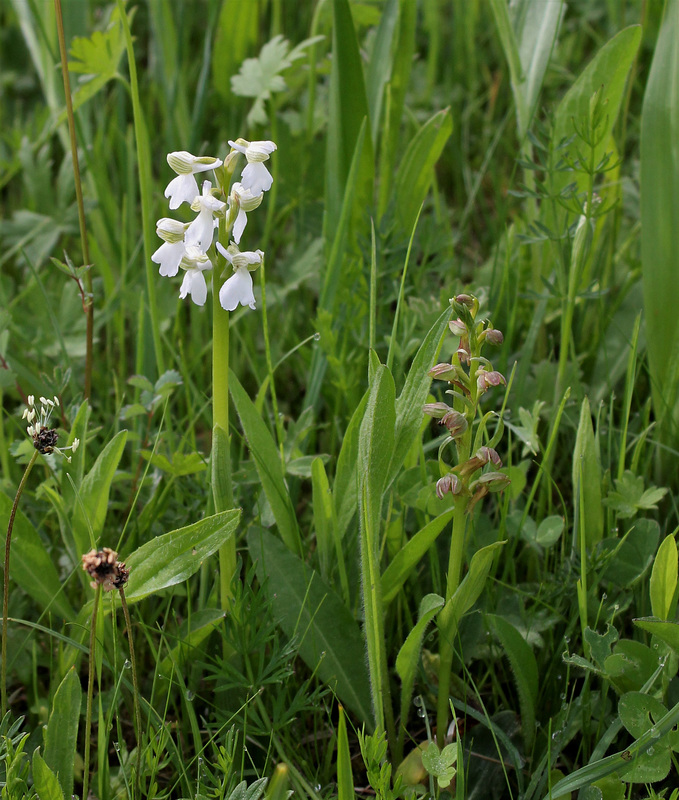 Orchis morio blanc et Coeloglossum viridis