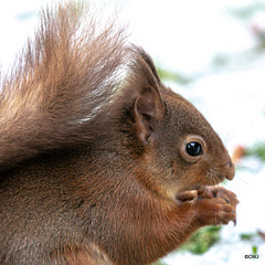 Red Squirrel