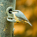 Nuthatch 2