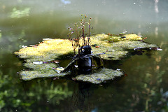 reflet sur le lac