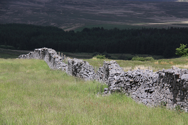 Carnau Gwynion