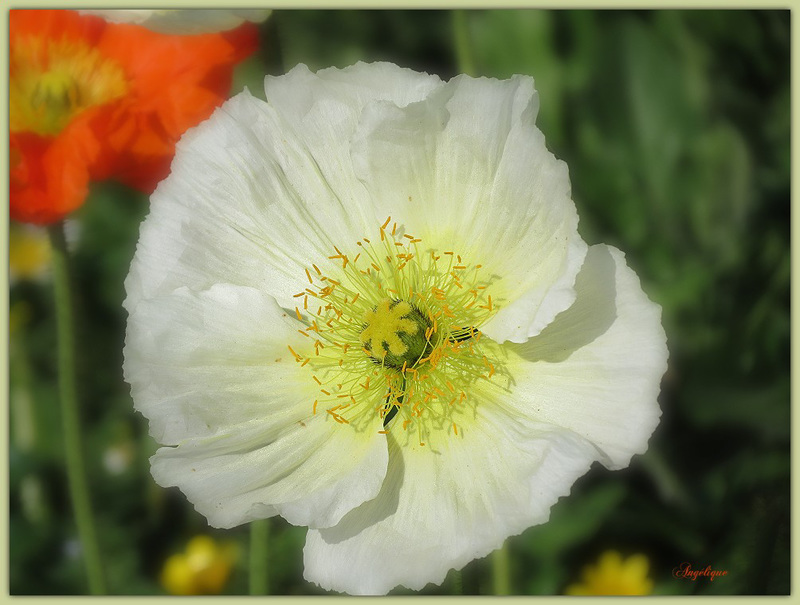 Bonne journée mes ami(e)s ❤️...........Pavot