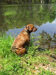 Rosie by the pond