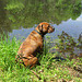Rosie by the pond