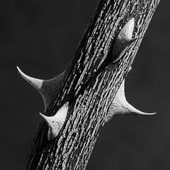 Thorns