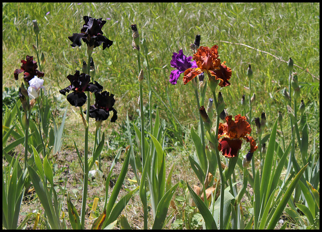 Carré d'iris (2)