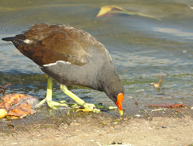 IMG 0085moorhen