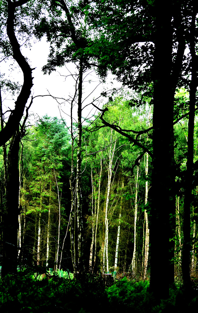 Gosforth Woods