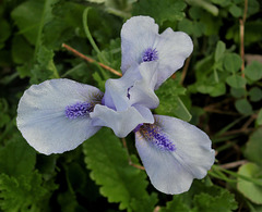 Iris SDB Sapphire Jewels  (2)