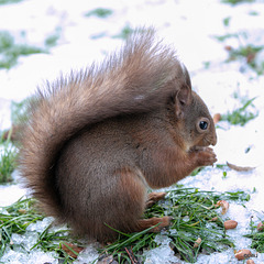 Red Squirrel