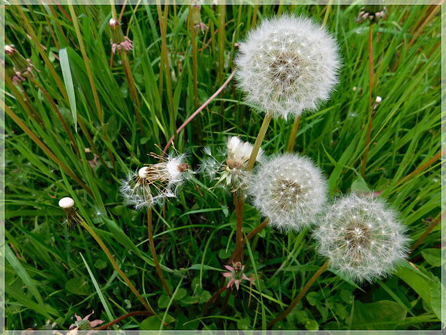 Dans les champs au bord de Rance (22)