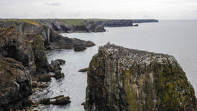 20190614 5194CPw [R~GB] Trottellumme,  Castlemartin Range, Wales