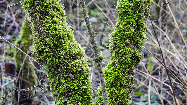 20200119 6396CPw [D~LIP] Gemeines Kurzbüchsenmoos (Brachythecium rutabulum), UWZ,  Bad Salzuflen