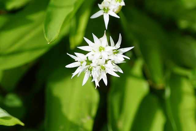 Blüten des Bärlauch II