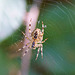 Araneus diadematus auf der Lauer