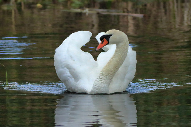 EOS 90D Peter Harriman 11 12 13 44391 swan dpp