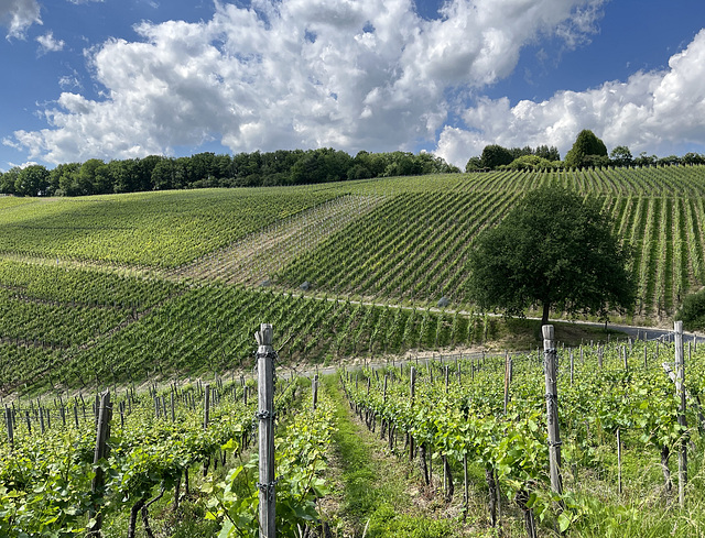 Weinberge bei Bad Neuenahr