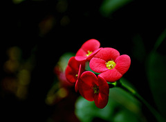 Four Red Beauties