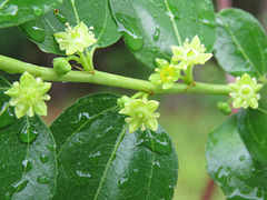 The tiny flowers of the jujube tree