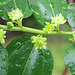 The tiny flowers of the jujube tree