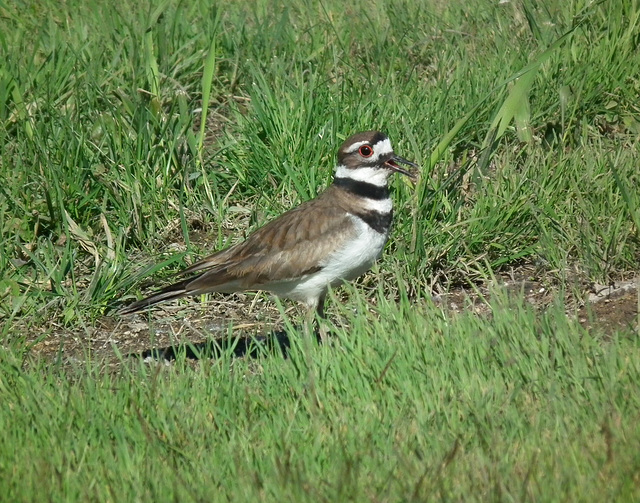 killdeer / pluvier kildir