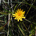 DSCN9243 - cf. Hypochaeris lutea, Asteraceae