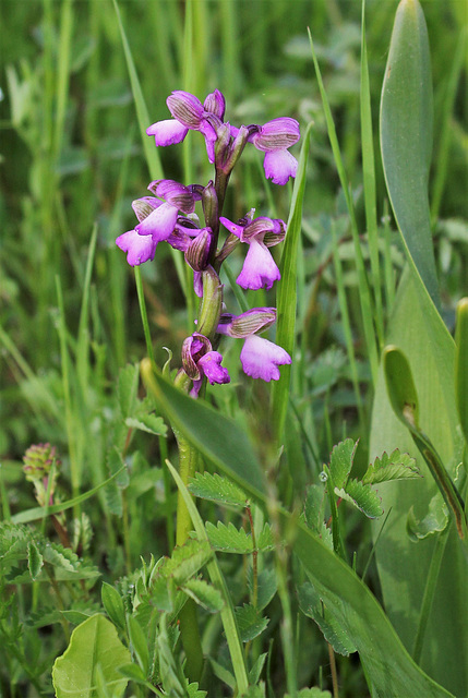 Anacamptis morio (7)