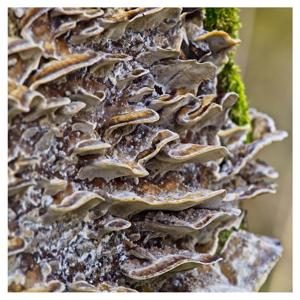 Tree Fungus