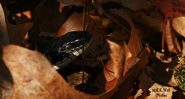 Autumn Blacksnake