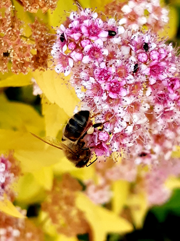 L'abeille fait son travail