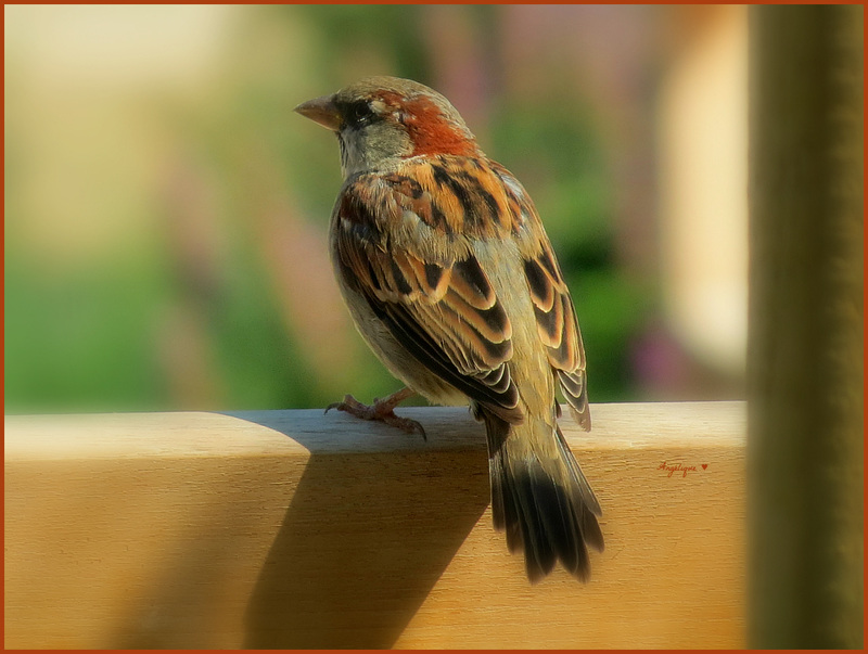 Bon vendredi /HFF à tous !