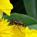 hoverfly