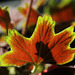 Pelargonium Vancouver Centenial  (6)