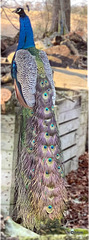 Peacock on the woodpile