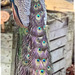 Peacock on the woodpile