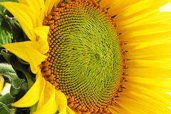 Faszinierende Strukturen (2xPiP)