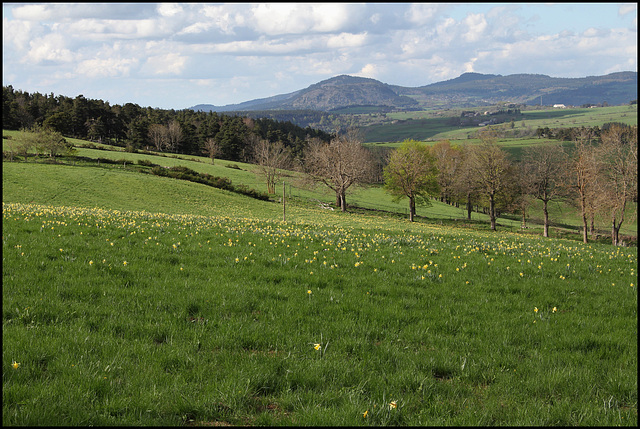 vue sur les sucs du Meygal