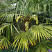 Chusan palm in 'bud'