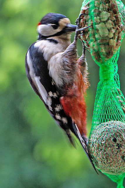 20160526 1773VRAw [D~LIP] Buntspecht (Dendrocopos major), Bad Salzuflen