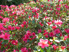 quelques fleurs du jardin............ quelques fleurs du jardin............