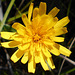 DSCN9243a - cf. Hypochaeris lutea, Asteraceae