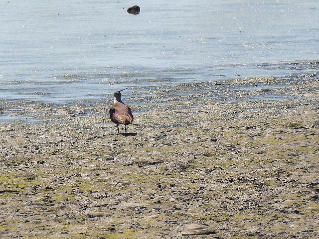 20170519 1667CPw [H] Kiebitz, Nationalpark Fertö-Hansag, Neusiedler See