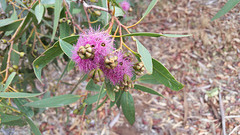 Eucalyptus albopurpurea