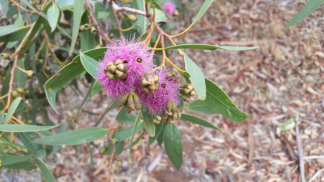 Eucalyptus albopurpurea