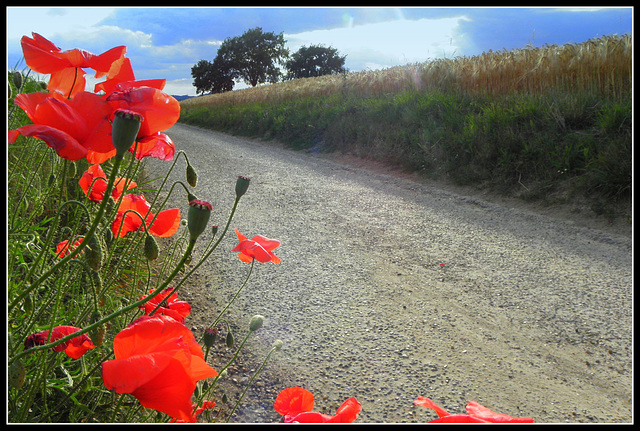 Poppy path