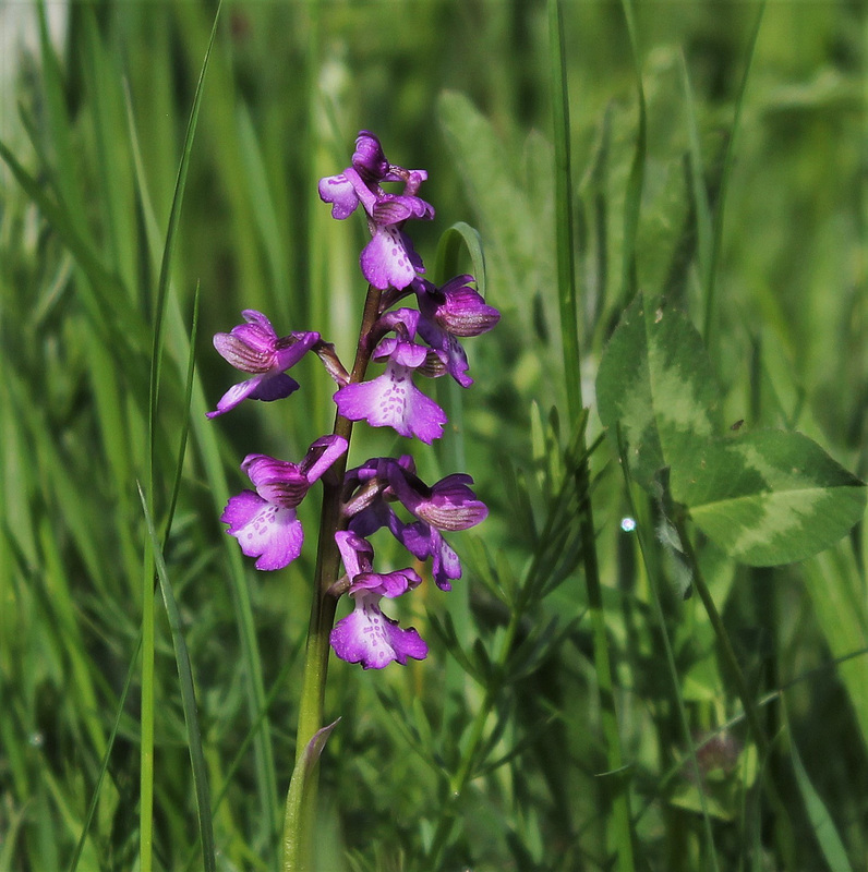 Anacamptis morio (3)