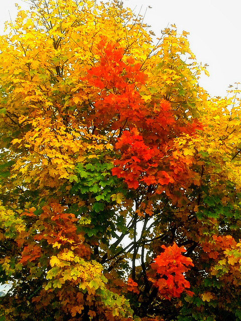 Colors of autumn leaves