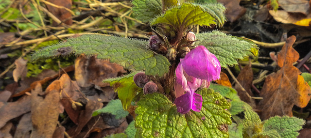 20200119 6399CPw [D~LIP] Gefleckte Taubnessel (Lamium maculatum), UWZ,  Bad Salzuflen