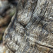 Furrowed Tree Trunk