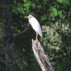 Cattle egret